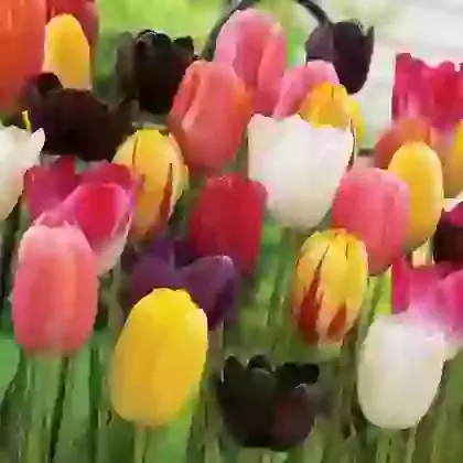 May Flowering Mixture